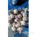 Export Standard Normal White Garlic